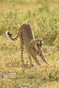 cheetah